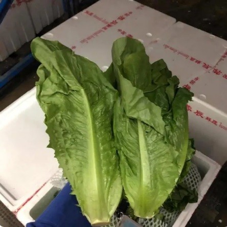 Lettuce